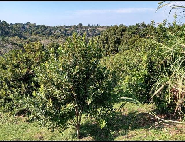 FARM FOR SALE IN BANNERS REST